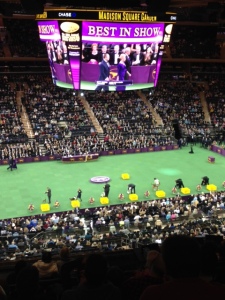 The 138th Westminster Kennel Club Dog Show at New York's Madison Square Garden